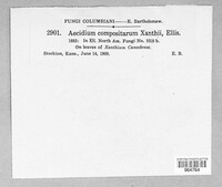 Aecidium compositarum var. xanthii image